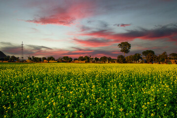 Obraz premium Sunset over the Mustard field