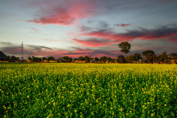 Sunset over the Mustard field