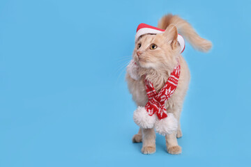 Christmas cat looking away. Studio portrait of a ginger cat wearing Santa Claus xmas red cap looks up. Merry Christmas. Greeting card. Happy New Year 2024. Red Cat with Santa hat. Winter