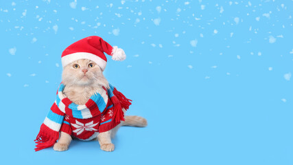Cat wearing red Santa Claus hat, scarf and winter clothes. Christmas cat card. Santa's helper. Beautiful Cat with Santa hat on blue background. Happy New Year. Celebration. Holiday concept. Snowflakes