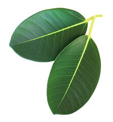 Two green ficus leaves isolated on white background