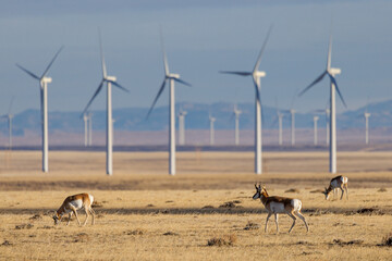 Pronghorn Antelope Herd Among Windmills in Central Wyoming - obrazy, fototapety, plakaty