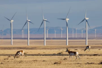 Foto auf Leinwand Pronghorn Antelope Herd Among Windmills in Central Wyoming © Kyle Spradley