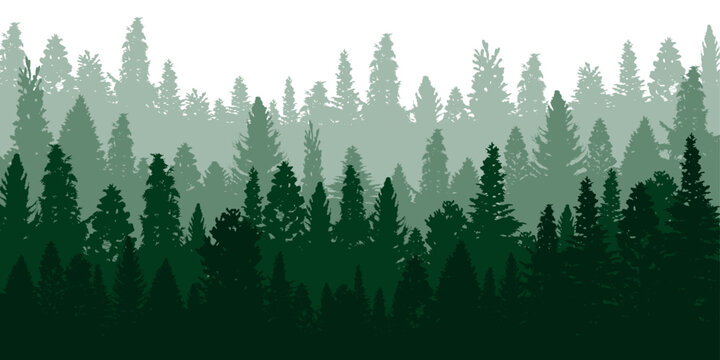 Green nature background with coniferous forest landscape in different blue tones, trees silhouettes on white, 