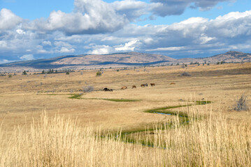 Obraz premium Curving Stream and Horses in Oregon