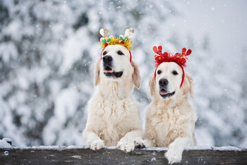 two happy golden retriever dogs posing together outdoors in the snow in Christmas headbands