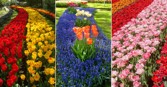 A set of images with tulips. Collage. Keukenhof. Netherlands.