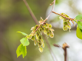 Ulmus minor or Elm tree in the suny day in spring. Elm is a deciduous and semi-deciduous tree...