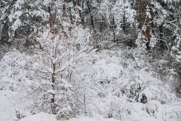 Scenic view of pine trees on snow