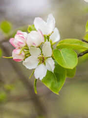 Fresh pink flowers of a blossoming apple tree with blured background