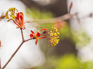 Fresh maple leaves with flowers and seeds