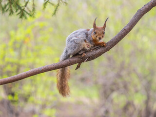 The squirrel with nut sits on a branches in the spring or summer.
