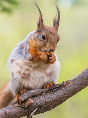 The squirrel with nut sits on a branches in the spring or summer.