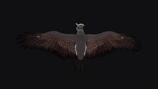 Snake Eagle with Caught Serpent - Flying Loop - Top View - Realistic 3D animation isolated on transparent background with alpha channel