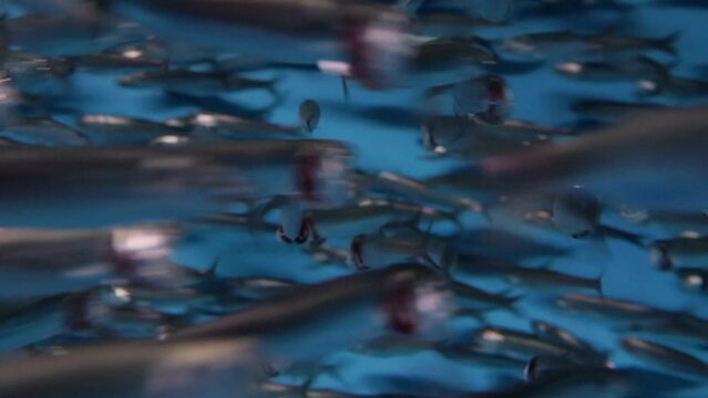 Underwater shot with closeup view of anchovies swimming