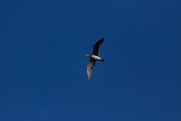 Fototapeta na wymiar Seagull flying over the beach