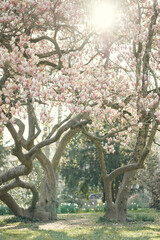 cherry tree in spring