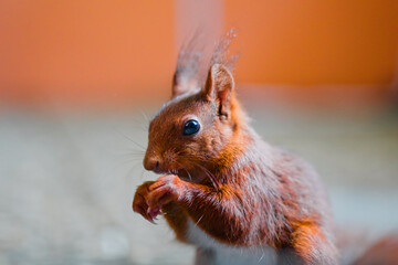 Squirrel with Red Fur Eats a Peanut Extreme Closeup