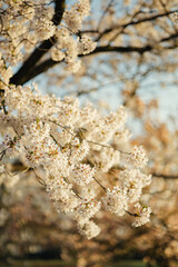 spring in the park