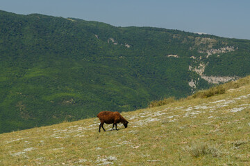 Sheep graze on the top of the mountain on a sunny hot day.