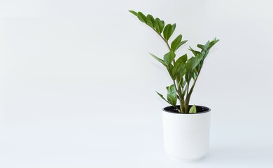 On a white background, a white pot with an indoor zamioculcas flower, smooth green leaves on the stems.  African tree, dollar flower.  Foreground.  Space for copying text.