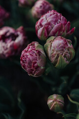 flowers in the garden tulips