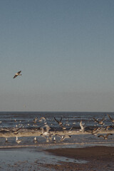 seagulls in the sea