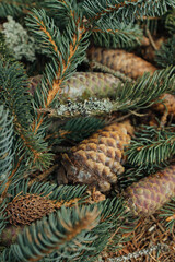 pine cones on the snow