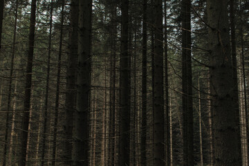 Obraz premium dark forest in the morning