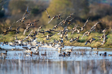 Eurasian Wigeon, Mareca penelope, birds in flight over Marshes