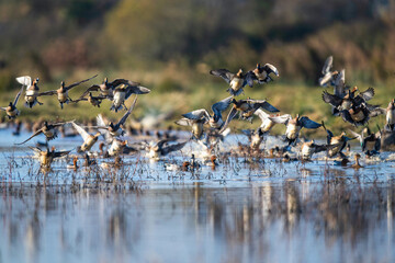 Eurasian Wigeon, Mareca penelope, birds in flight over Marshes