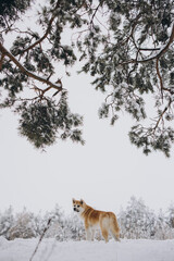 Akita inu dog enjoy the winter