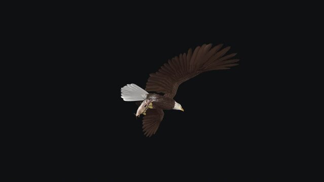 American Bald Eagle with Caught Salmon Fish - Flying Loop - Back Low Angle View - Realistic 3D animation isolated on transparent background with alpha channel