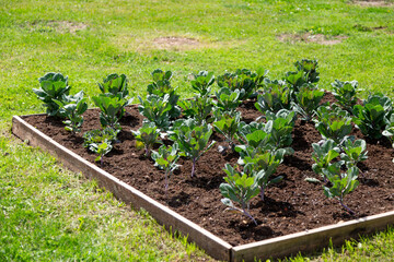 Raised bed container with wooden plank