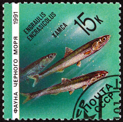 Postage stamp Russia 1991 the European anchovy, engraulis encrasicolus, is a forage fish
