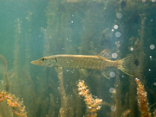Small pike in a lake with air bubbles