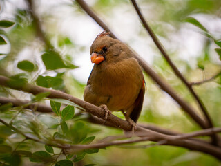 Curious small bird on branch looking at camera