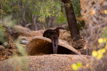 River Otter on top of den turning to look at camera