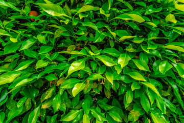 close up background photograph of orange tree leaves
