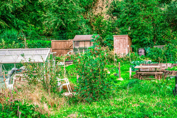 A typical British allotment on a sunny day, a community facility made available for individual, non-commercial gardening or growing food plants