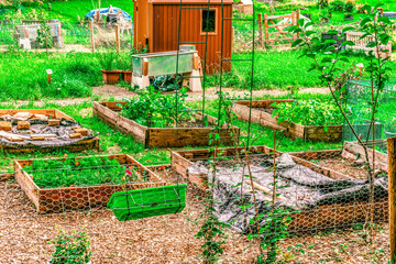 A typical British allotment on a sunny day, a community facility made available for individual, non-commercial gardening or growing food plants