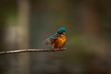 Kingfisher (Alcedo atthis) on a perch