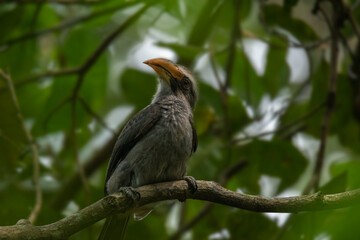 The Malabar grey hornbill (Ocyceros griseus) is a hornbill endemic to the Western Ghats and associated hills of southern India