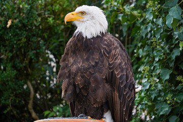 closeup of bald eagle on green natural background 