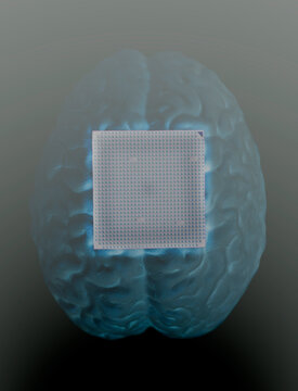 Human brain anatomical model with CPU processor microchip