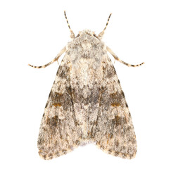 Colorful brown moth isolated on white, top view