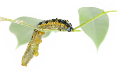 Large or cabbage white butterfly caterpillar, isolated on white, clipping