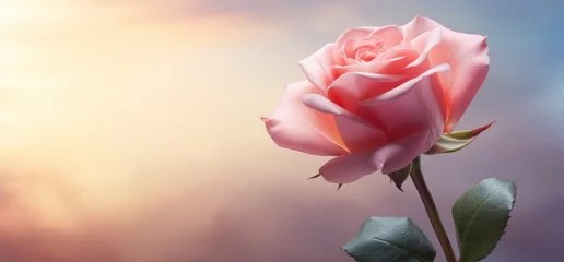 Fotobehang a pink rose on a light background, © olegganko