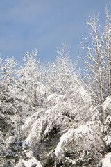Winter scene with snowy trees in Quebec after a heavy snowfall, Canada