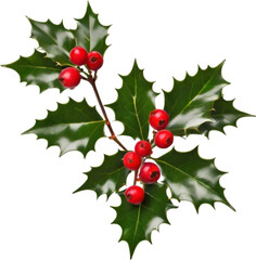 An image of holly branches. Christmas decoration elements. 